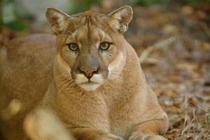 July 29 - Public Says OK to Cougars in the Adirondacks, if they come back on their own