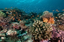 WCS Commits to Protecting Coral Reefs At Our Ocean Conference in Bali, Indonesia