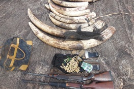  The Illegal Wildlife Trade and Decent Work