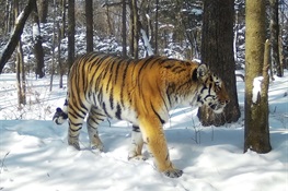 Why Are the World’s Foremost Tiger Conservationists Gathering in Bhutan on April 22-23?