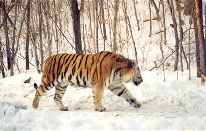 An Amur tiger walks along a forest road in Primorye, Russia. Photograph © WCS Russia and Institute of Biology and Soil Science, FEBRAS.