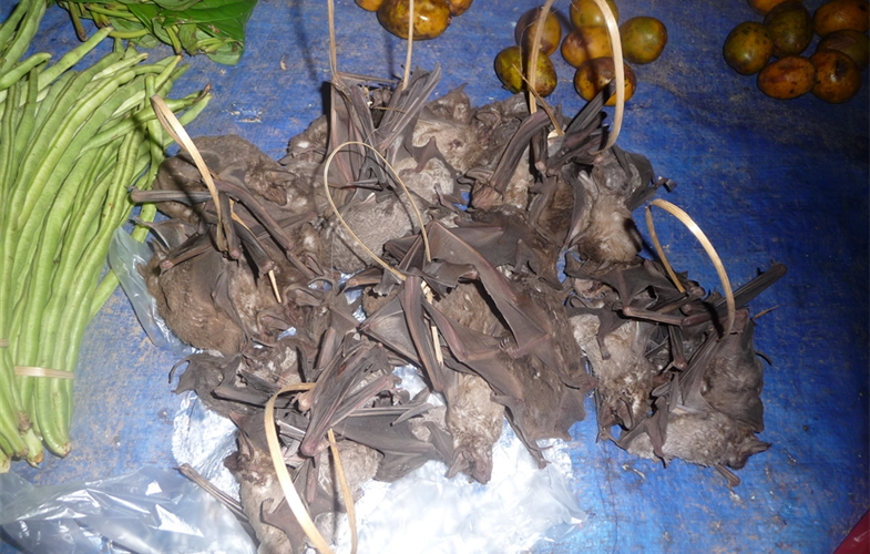 Bats in market, Vientiane Province, Laos CREDIT: WCS