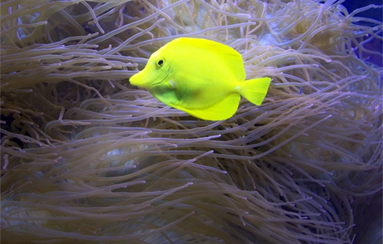 jennifer_coleman_yellow_tang_ny_aquarium_52012