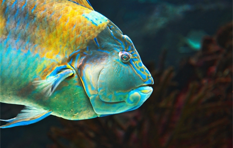 joshua_brandon_huitz_333_yellow_blue_fish_coney_aquarium_07_30_16