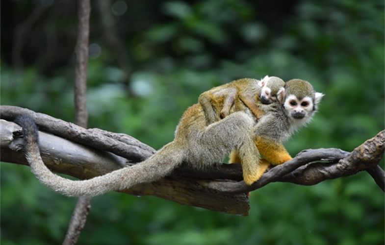 julia_johanos_mom_and_baby_squirrel_monkey_bronx_zoo_childrens_zoo_7516