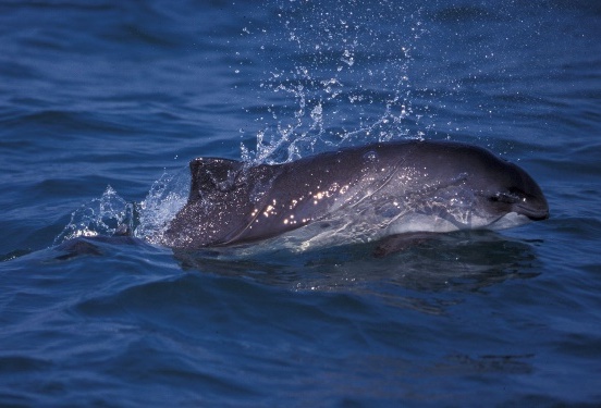 Four Research Porpoises Only