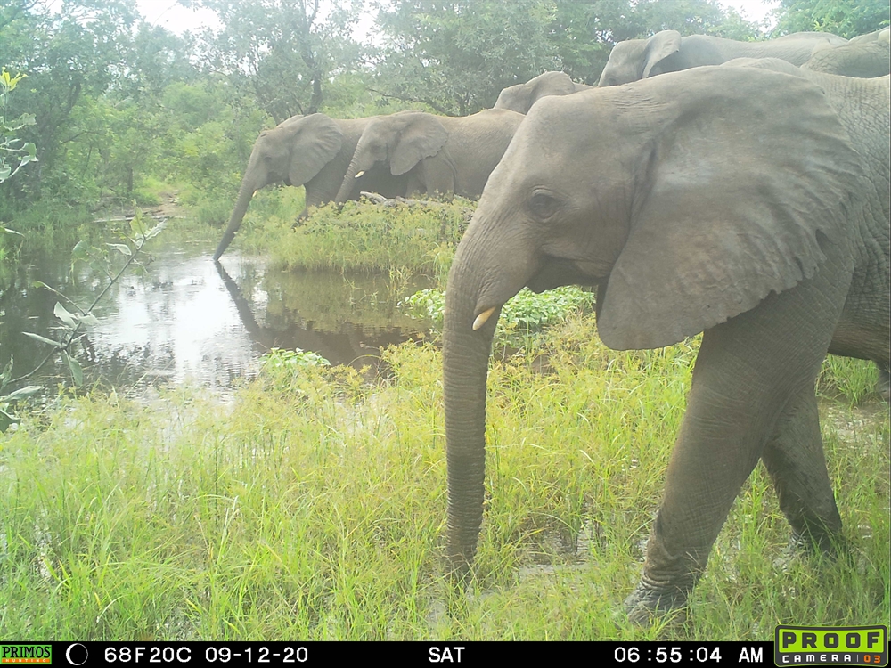 Last Chance for Nigeria’s Endangered Elephants: Can a National Elephant