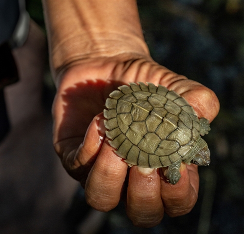 Isolated Female Burmese Roofed Turtle Surprises Conservationists By 