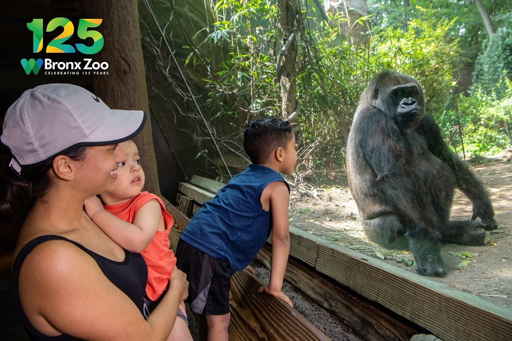 The WCS Bronx Zoo Turns 125 This Year — Join the Celebration