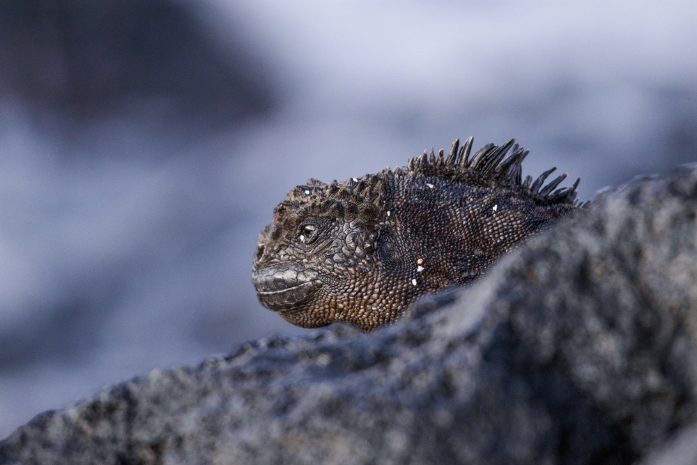 Governments From Around the World Agree to Ban Commercial Trade of Galápagos Iguanas   