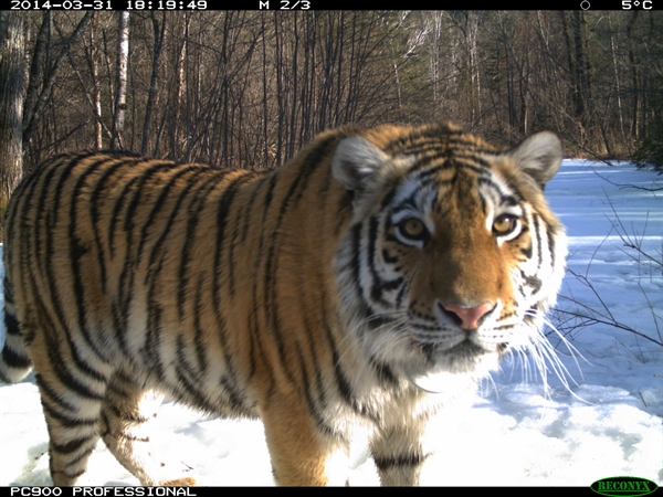 About the Siberian tiger  Russian Geographical Society