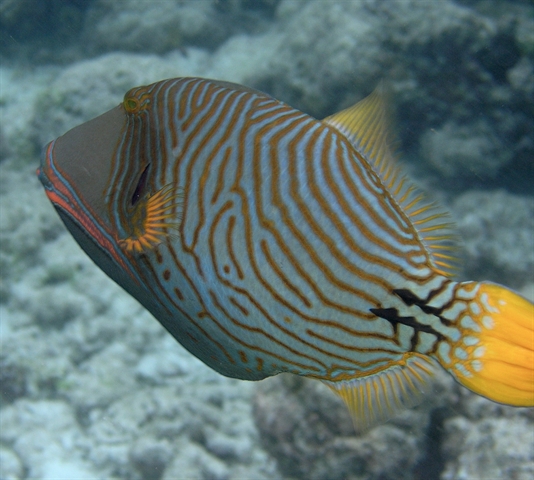 Triggerfish Needed to Grow Reefs, New Research Finds > Newsroom