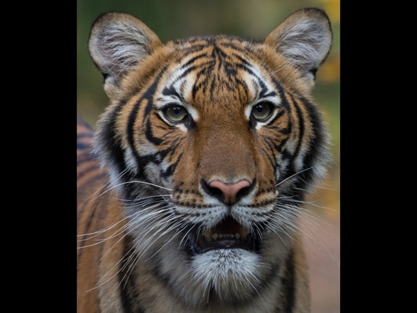 Our Animals - Bronx Zoo