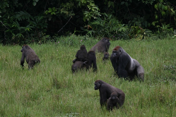 April 7 Declining Great Apes of Central Africa Get New Action Plan for