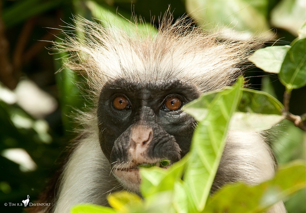 Colobus Monkey, Our Animals