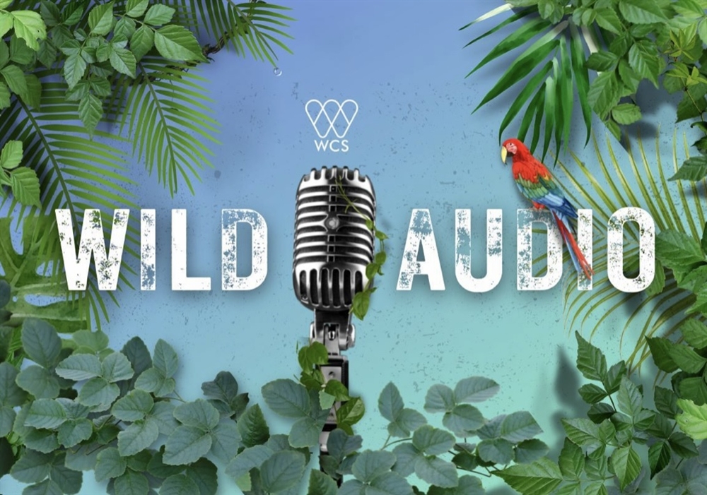 Wcs Launches Wcs Wild Audio A Podcast Featuring Conservation Stories Wcs Launches Wcs Wild Audio A Podcast Featuring Conservation Stories