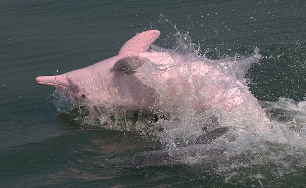 Scientists Studying Dolphins in Bangladesh Find the Bay of Bengal