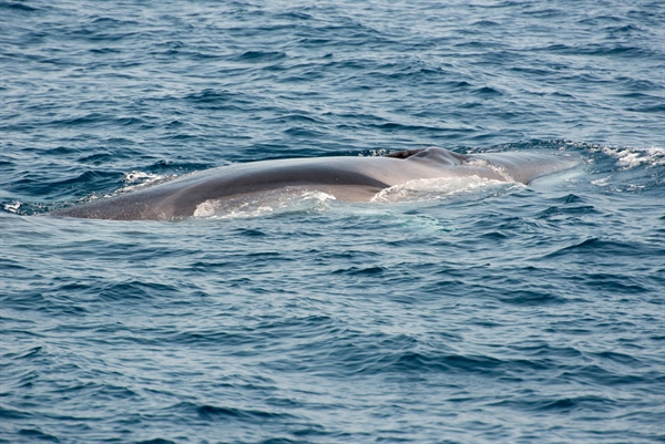 First Whale Detected by Newly Deployed Acoustic Buoy in New York Bight ...