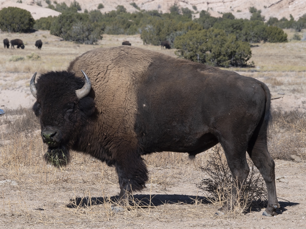 Act Green: A New Way to Map Species Habitat > Newsroom