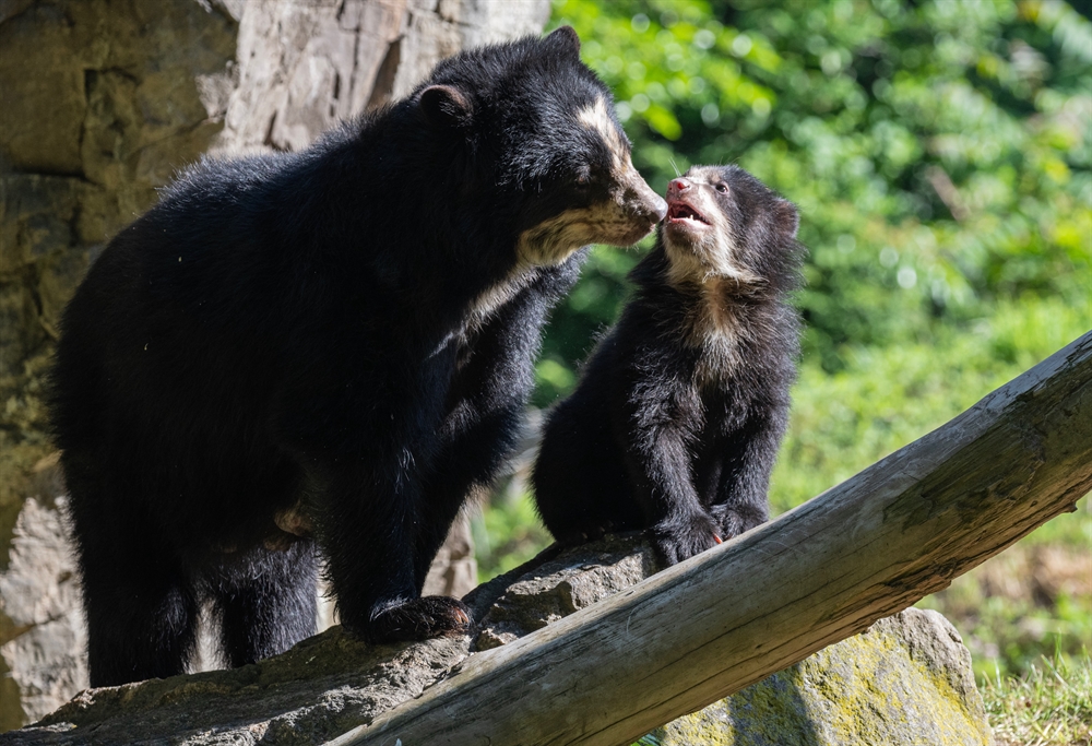 Three Andean Bear Cubs Debut at the Queens Zoo > Newsroom