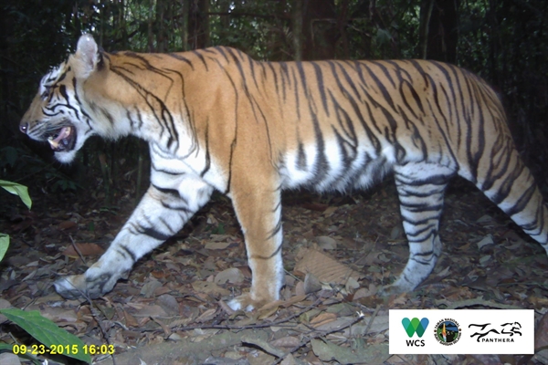 Critically Endangered Sumatran Tigers On Path To Recovery in an ‘In