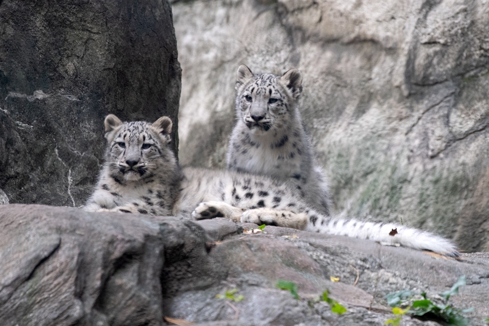 Snow Leopard Cubs, “Ghosts of the Mountains,” Debut at the Bronx Zoo ...