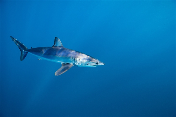 Sharks! CITES CoP18 Crucial for Mako, Guitarfish and