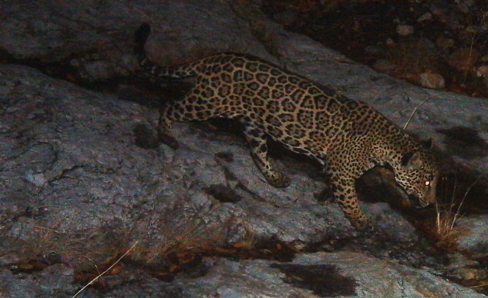 Can we save the endangered jaguar from extinction?