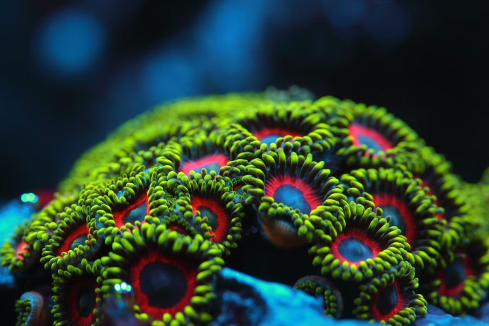 the-world-s-rarest-corals-are-not-currently-being-protected-against