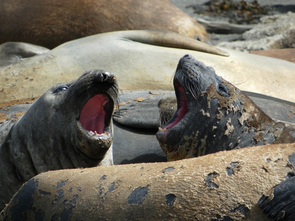 Admiralty Sound (Seno Almirantazgo) Will Be The First Marine Protected ...