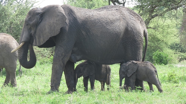 Rare Pair of Elephant Twins Thrill Conservationists in Tanzania > Newsroom