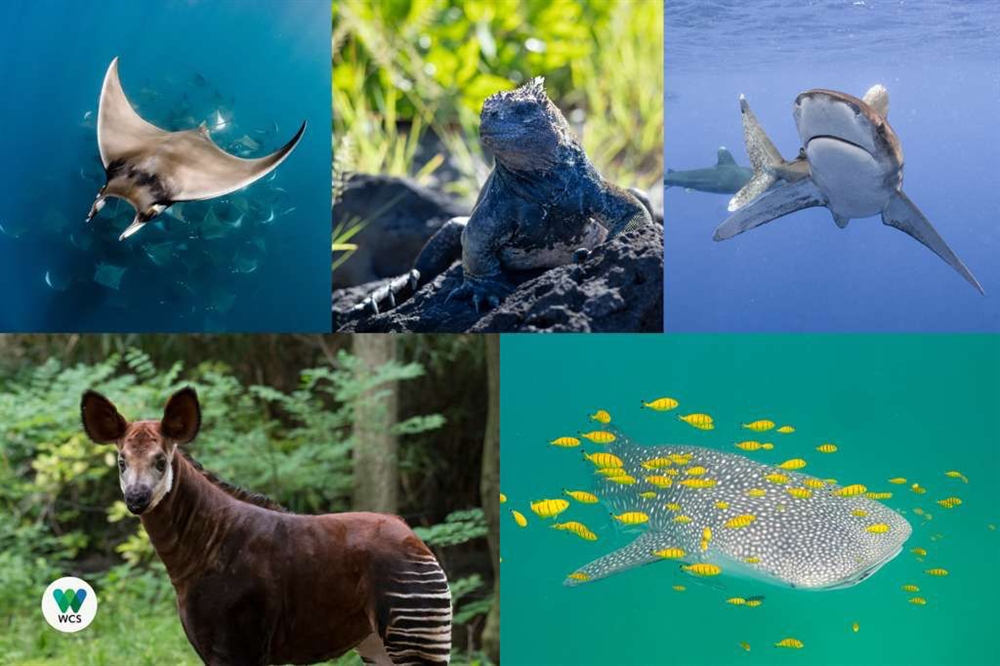 Landmark decisions at CITES CoP20 deliver historic safeguards for sharks and rays, okapi, Galápagos iguanas, geckos, sloths, and other species—many threatened by the global pet trade
