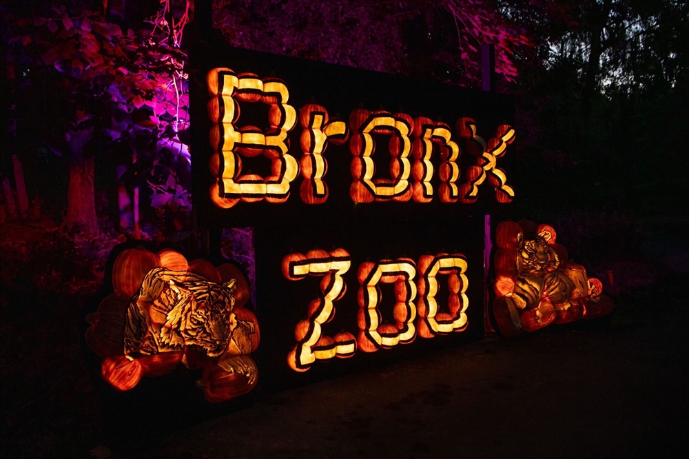 Pumpkins Nights Returns at the Bronx Zoo!  