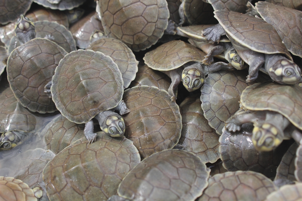 TURTLE TSUNAMI! WCS releases incredible footage of mass hatching of locally  endangered turtle > Newsroom