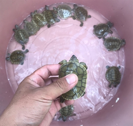 Twenty-Three Royal Turtles hatch on Cambodia's Sre Ambel River – more ...