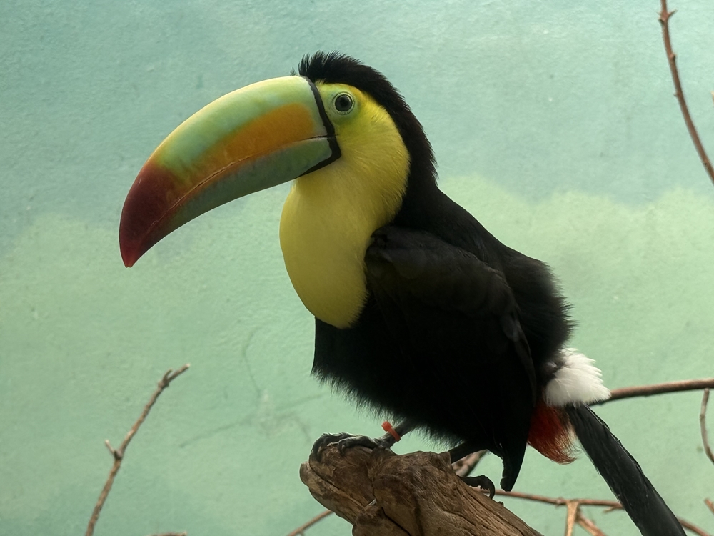 kinokosupa チビドール　鳥 WCS's Bronx Zoo Rehabilitates Trafficked Keel-Billed Toucans