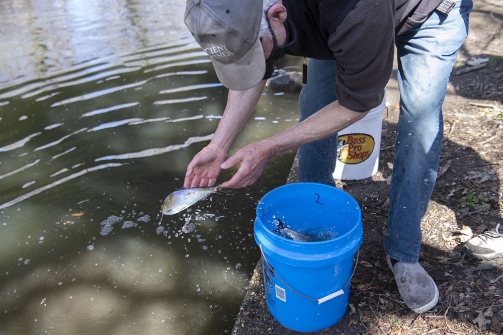 NYC PARKS, BRONX ZOO, NYSDEC & PARTNERS ADD ALEWIFE FISH TO THE BRONX ...