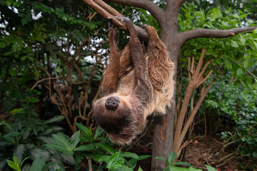 WCS Run for the Wild: Registration Open for New York’s Premiere Spring ...