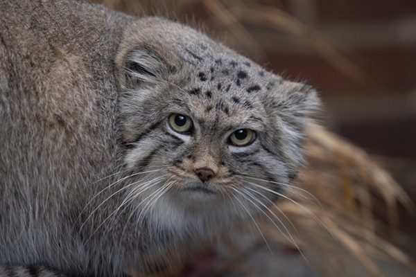 Prospect Park Zoo Joins Program to Breed Near Threatened Pallas’s Cats ...