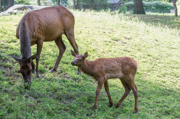 Aug. 4 - WCS Queens Zoo Debuts Roosevelt Elk Calf > Newsroom