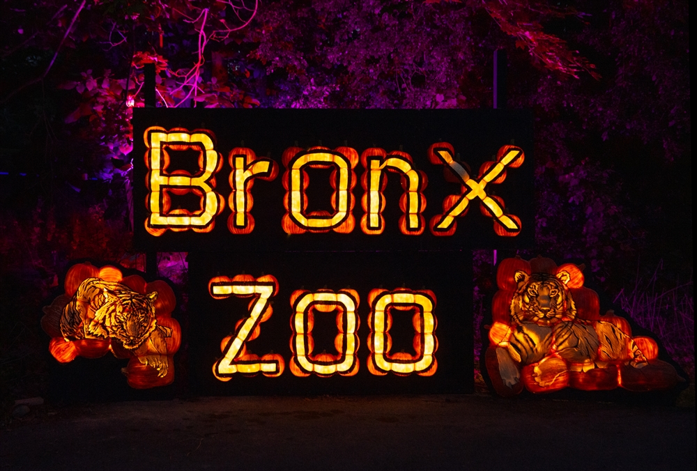 Pumpkins Nights at the Bronx Zoo: A Half-Mile Jack-O’-Lantern Trail to ...