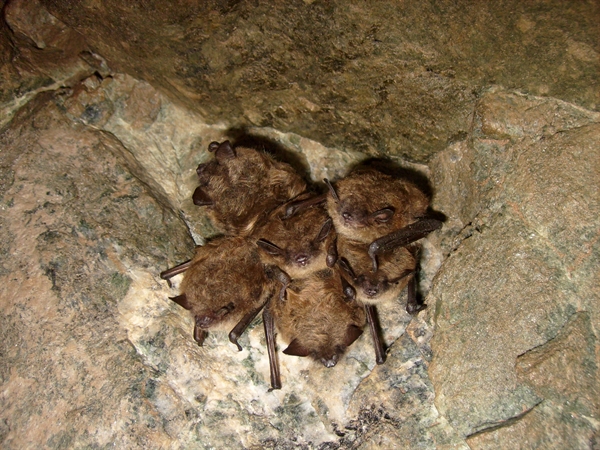 BAT SIGNALS: $2.5M, Four Year Study Launched to Fight Bat-Decimating ...