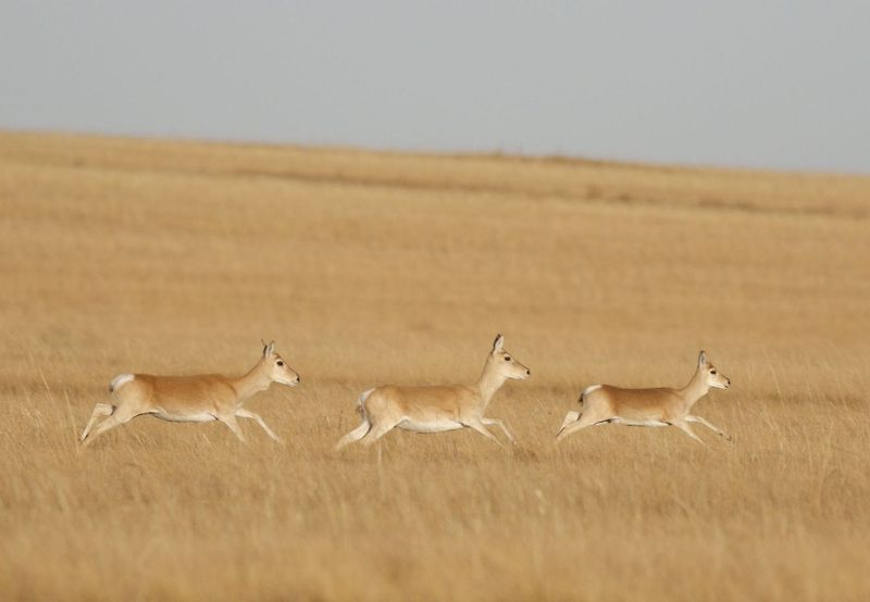 More Than 2 Million Gazelle Still Roam the Mongolian Steppe Mongolia ...