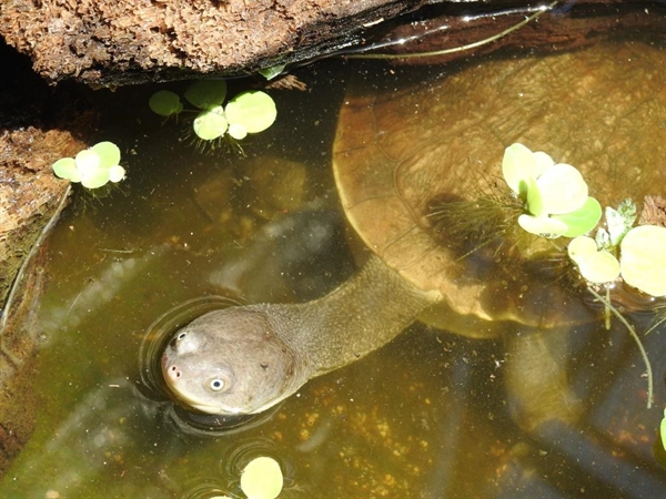 The Designation of Rote Essential Ecosystem Area as the Habitat for the Roti Island Snake-Necked Turtle > Newsroom