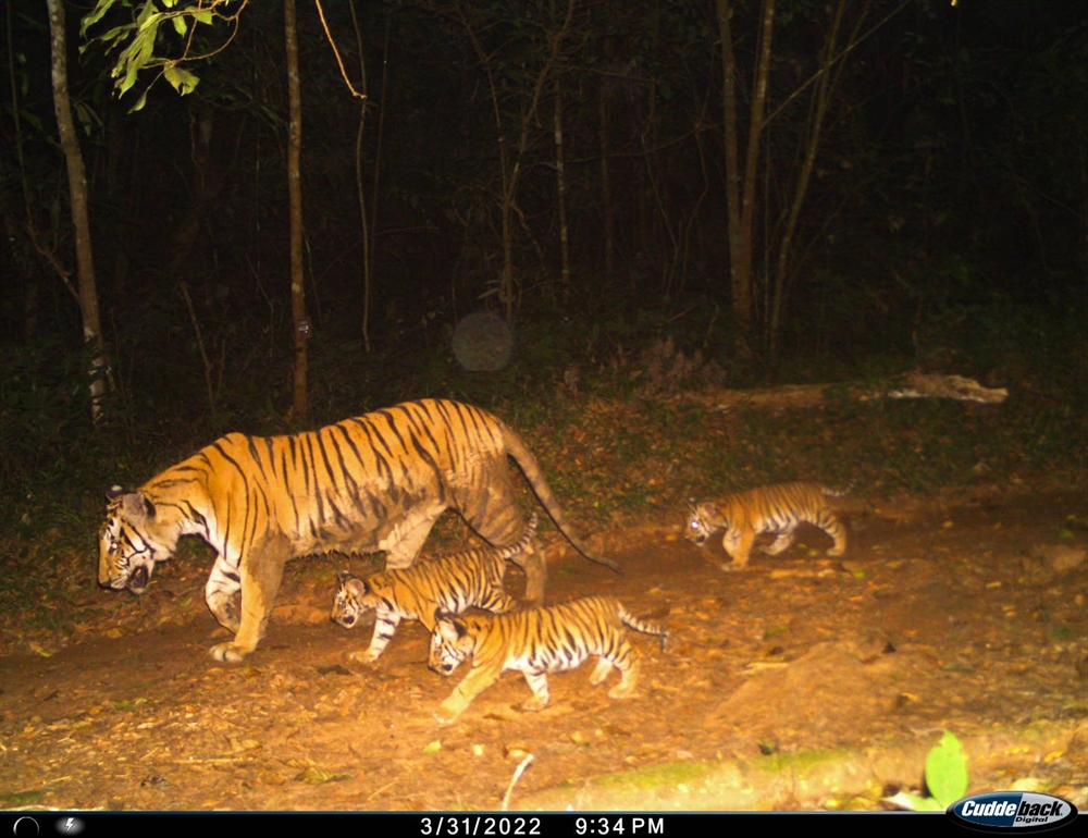 Great News for the Endangered Tiger:  A 250 Percent Increase in Tiger Numbers Recorded in Thailand