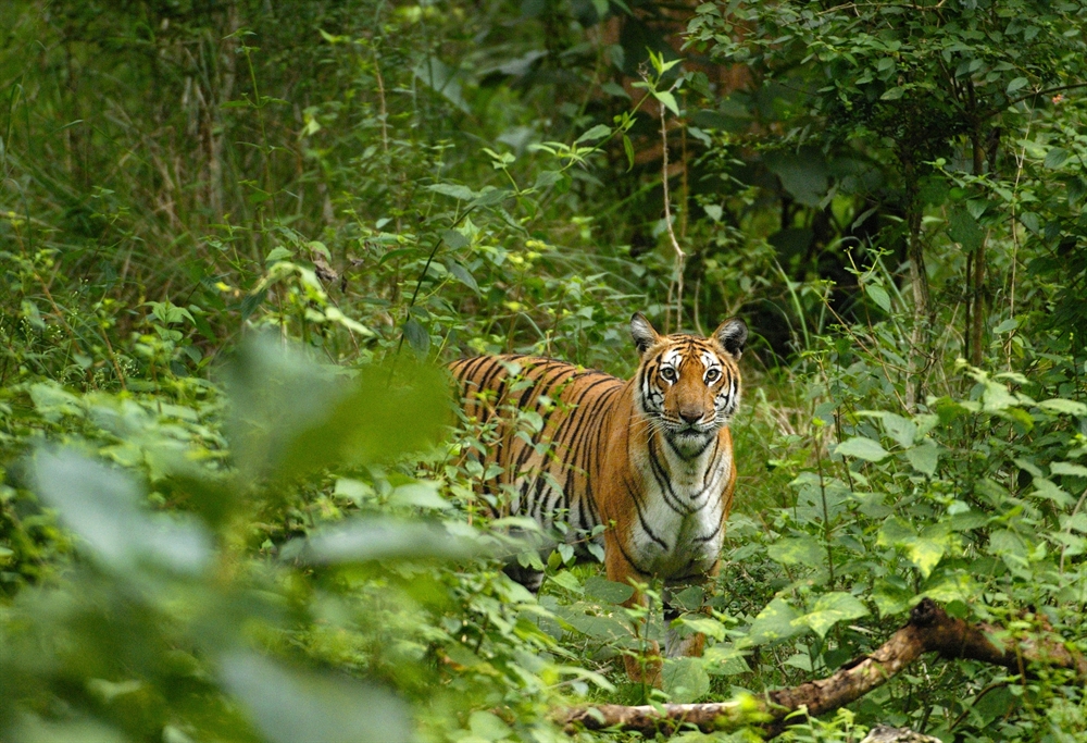 Bengal and Siberian Tiger Facts and Conservation Efforts - Owlcation