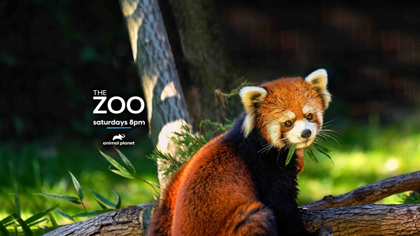 the-zoo-moves-to-new-time-8pm-et-pt-on-animal-planet-newsroom