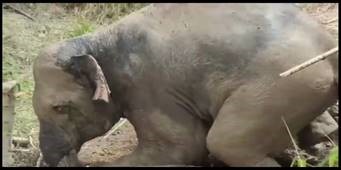 Celebrating World Wildlife Day, March 3: Video Shows Daring ...