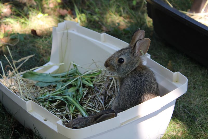 Queens Zoo Breeds and Transfers 15 New England Cottontail Rabbits For ...