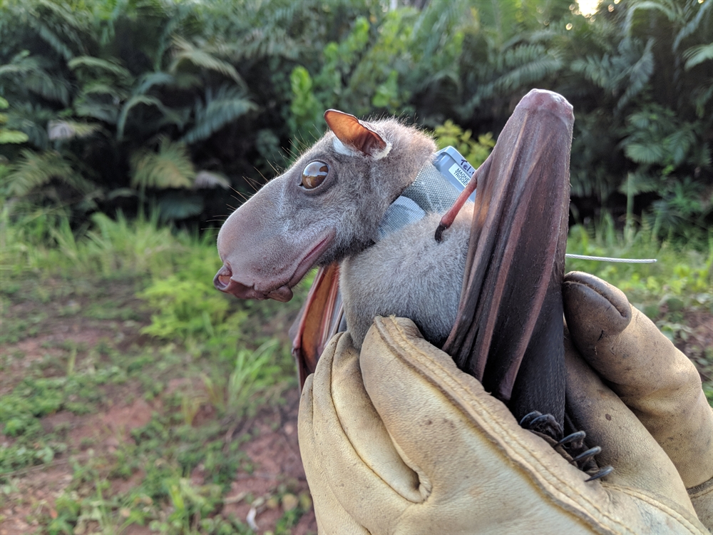 Bats Originated in Europe, Genetic and Fossil Evidence Suggests